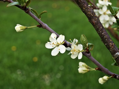 Zwetschgenblüte 1