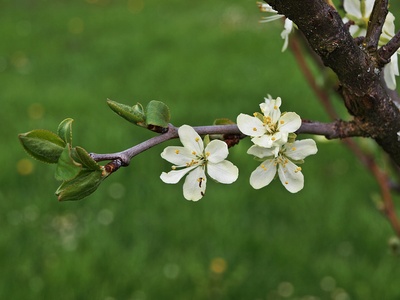 Zwetschgenblüte 2