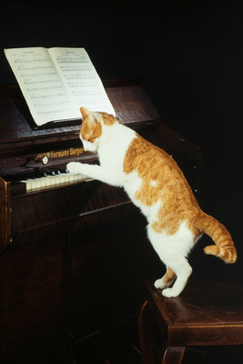 katze spielt klavier