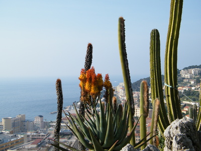 Blick vom Kakteengarden auf Monaco