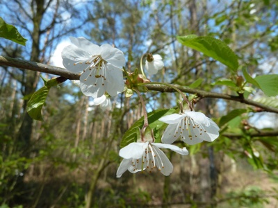 Der Frühling - ganz zart!