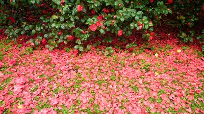 Roter Blütenteppich