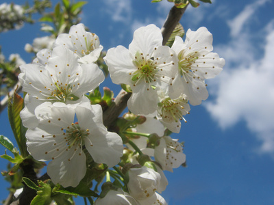 Kirschblüte