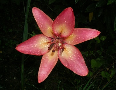 Lilie mit Regentropfen