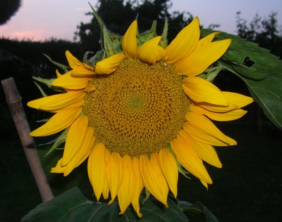 Sonnenblume in der Dämmerung