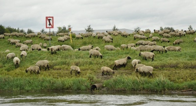 Schafe am Elbufer