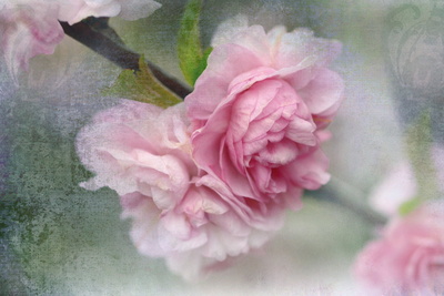 - rosa Blütentraum -