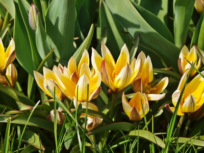 Kleine Seerosen-Tulpen