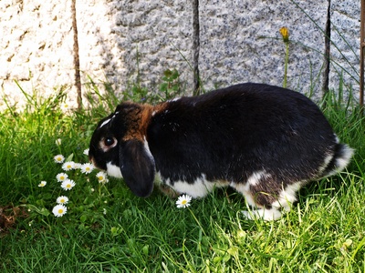 Schlappohrhase und Gänseblümchen