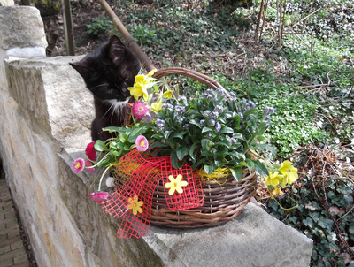 Katze mit Frühlingskorb 2