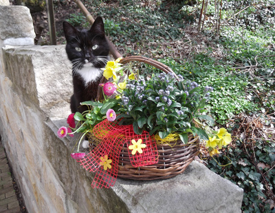 Katze mit Frühlingskorb 3