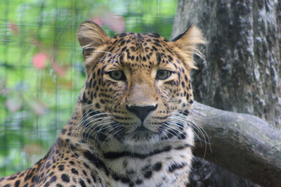 Leoparden, tolle Tiere