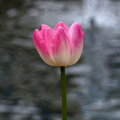 Tulpe am Wasser