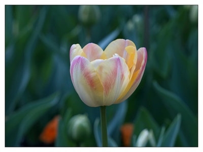 Tulpe in Vollfarben