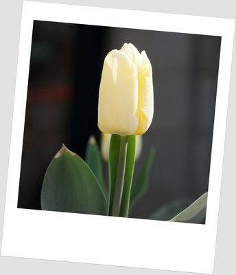 Polaroid Tulpe