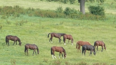 Pferdewiese im Solling bei Neuhaus (Südniedersachsen- Weserbergland)