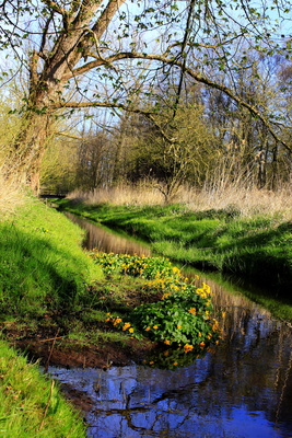 frühlingserwachen am bach