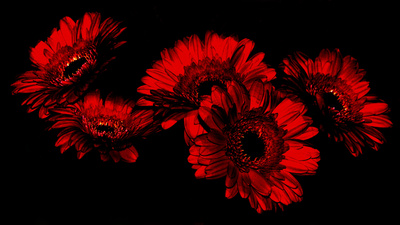 Flower`s in the Dark