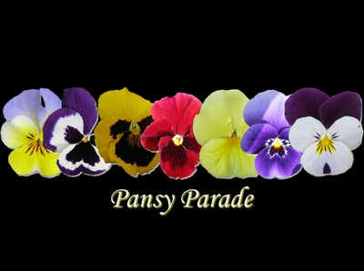 Pansy Parade