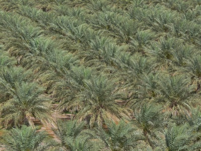 Palmen-Plantage