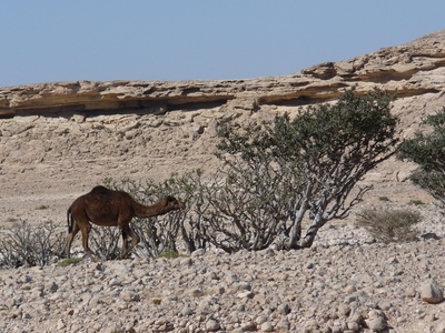 Weihrauchbaum mit Kamel