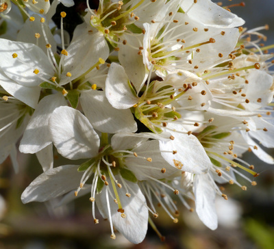 Schlehenblüten