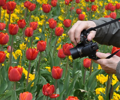 Der Tulpenfotograf.....