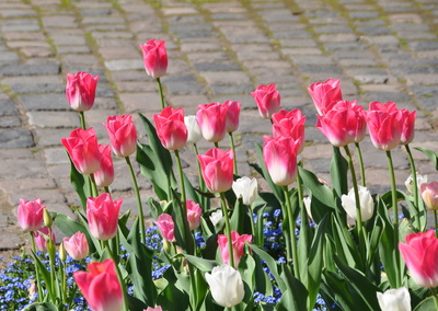 Tulpen am Wegesrand.... Tulpen am Wegesrand....
