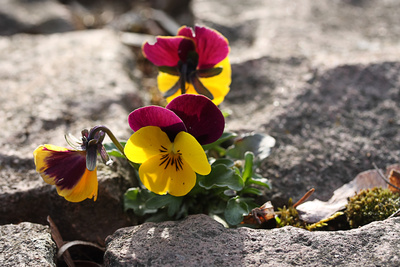 Mauerblümchen