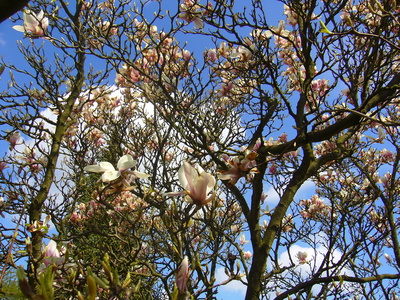 Magnolienbaum 2