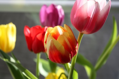 Tulpen in der Frühlingssonne