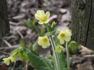 Echte Schlüsselblume