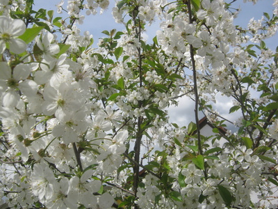 Sauerkirschblüten