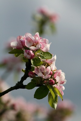 apfelblüten