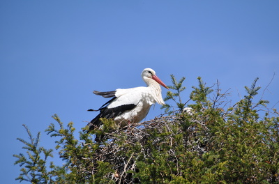 Nestbau bei Familie Storch