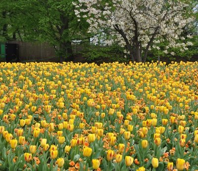 viele, viele Tulpen