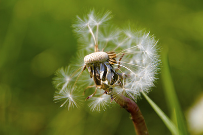 Pusteblume