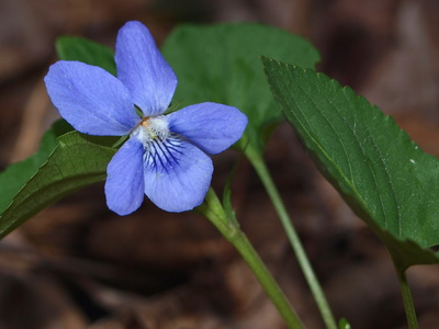 Veilchenblau