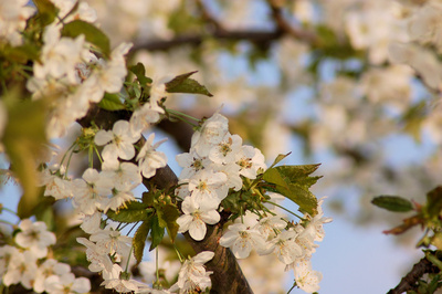 Kirschbaum in voller Blütenpracht