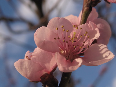Pfirsichblüte in der  Abendsonne