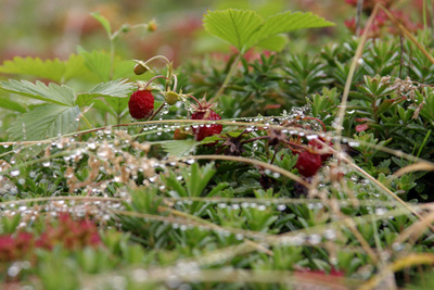 Walderdbeeren