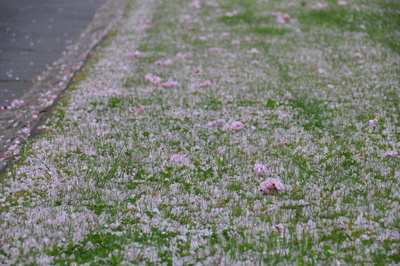 Mandelblütenteppich