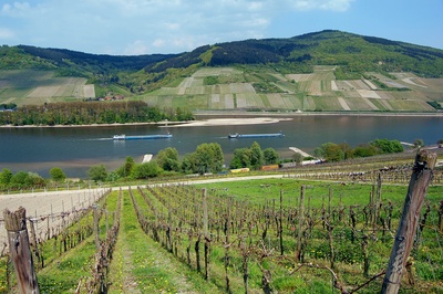 Bacharach, Blick vom Weinberg auf den Rhein