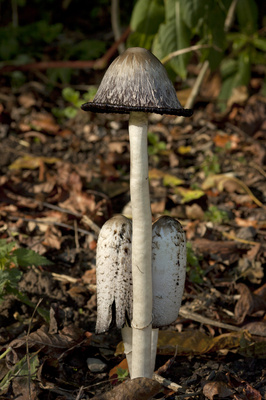 Tintling, Pilz