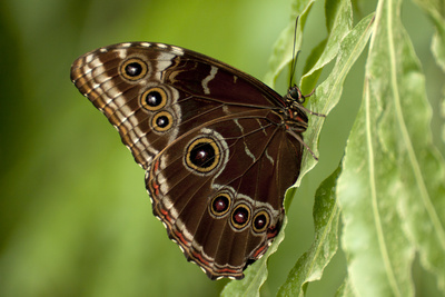 Schmetterling, Morpho peleides