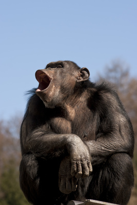Affe, Schimpanse