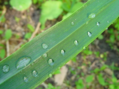 Regentropfen auf Blattgrün