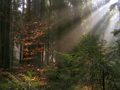 Lichtzeichen im Wald