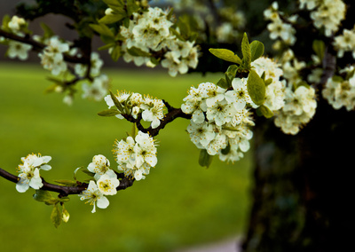 Birnbaumblüten