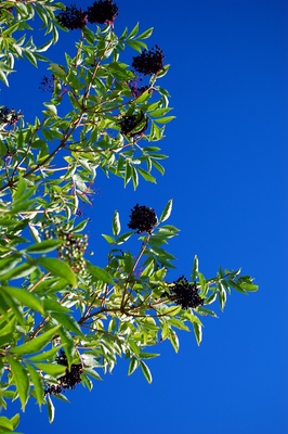 unter dem Holunderbaum